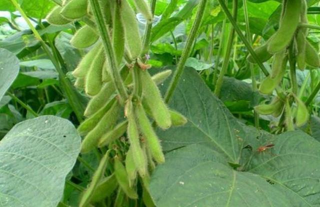 黑豆種植方法有哪些？什么時候播種比較合適？