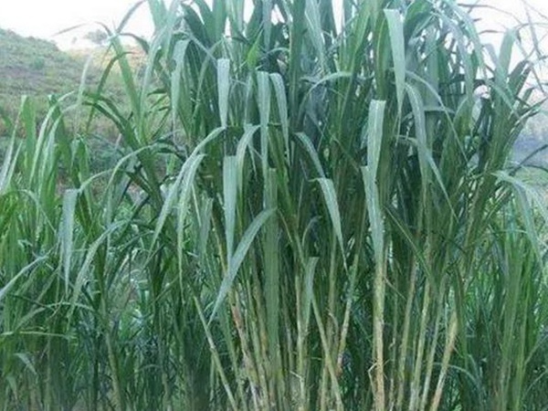 象草是一種高價值的飼料，種植栽培方法是什么