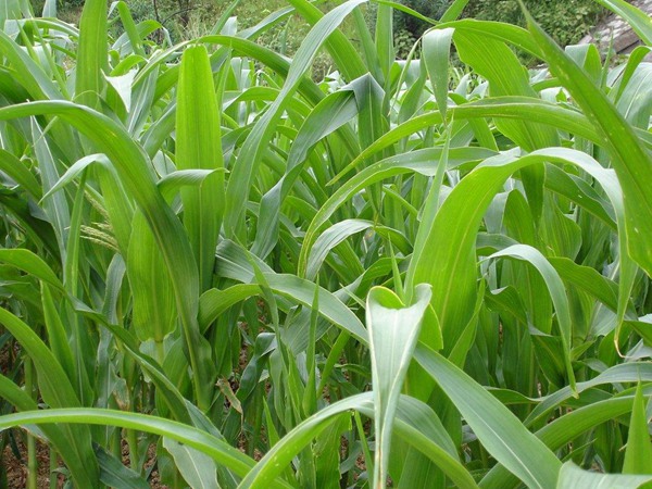哪些牧草種子養(yǎng)驢比較好？種植率比較高？