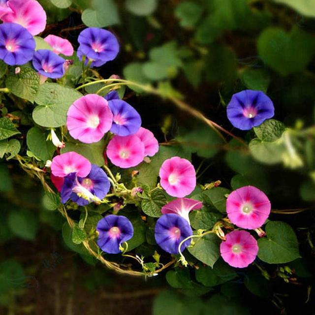 這些易養(yǎng)耐熱的草花品種，讓你的夏季花園更出彩！