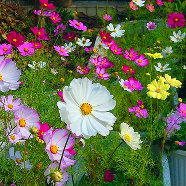 這些易養(yǎng)耐熱的草花品種，讓你的夏季花園更出彩！