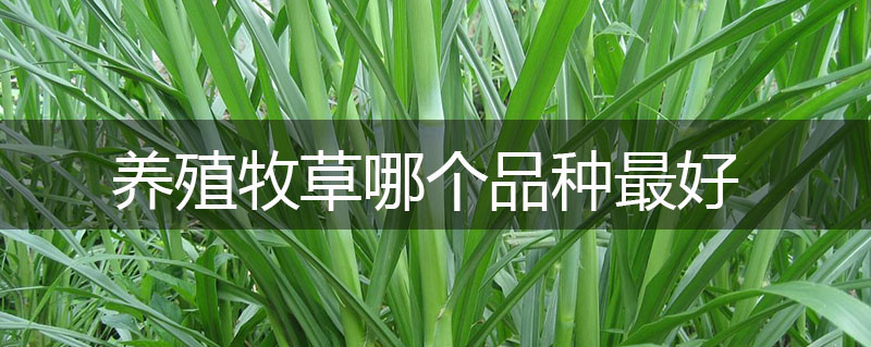養(yǎng)殖牧草哪個品種最好