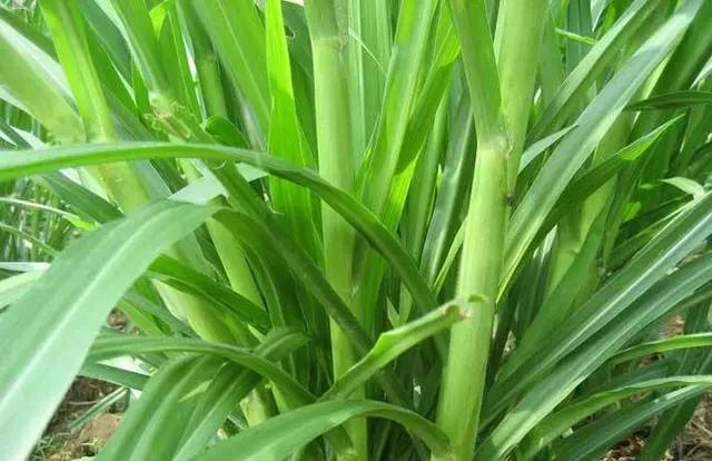 皇竹草養豬、喂雞可降低成本增加收入，栽培方法！