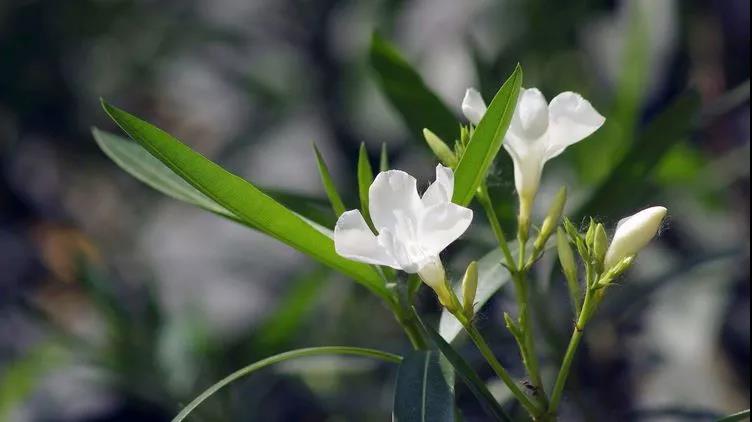勿忘草又名勿忘我，因?yàn)橹仓晔中∏桑梢苑N植在盆栽里觀賞