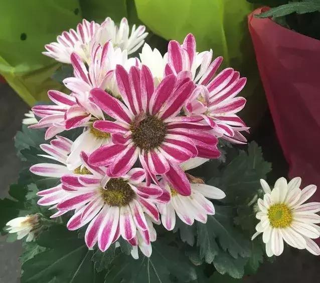 小雛菊如何養(yǎng)護，做到以下四點