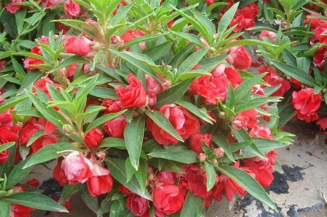 鳳仙花又叫指甲花，應該如何播種