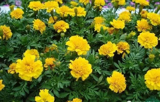 這種花居然叫做孔雀草，一直以為是太陽花呢，這次又長知識了！