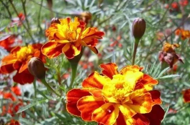 這種花居然叫做孔雀草，一直以為是太陽花呢，這次又長知識了！