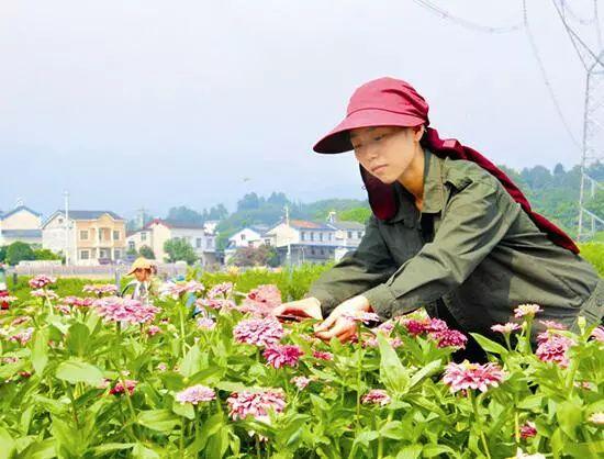 百日草生長期養護要點，百日草一年四季的養護方法